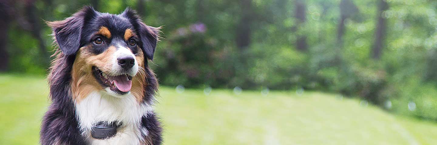 Special Offers DogWatch of the Coastal Bend LLC, Aransas Pass, Texas | Special Offers Footer Image Image