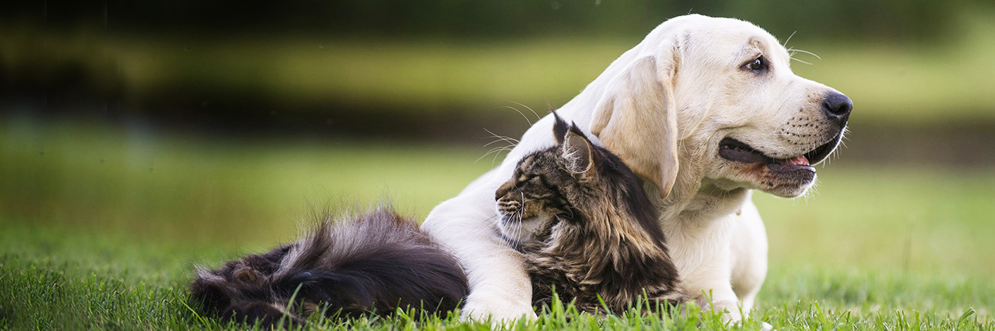 DogWatch of the Coastal Bend LLC, Aransas Pass, Texas | Cat Fences Slider Image